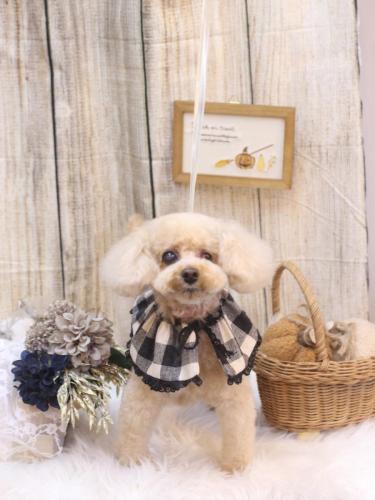 20241029クッキーくん